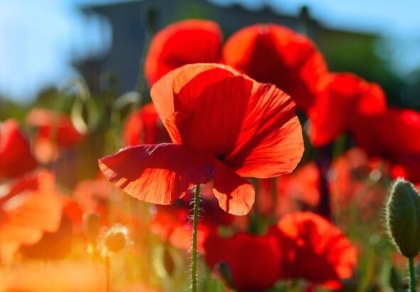 selective focus photography of red flowers
