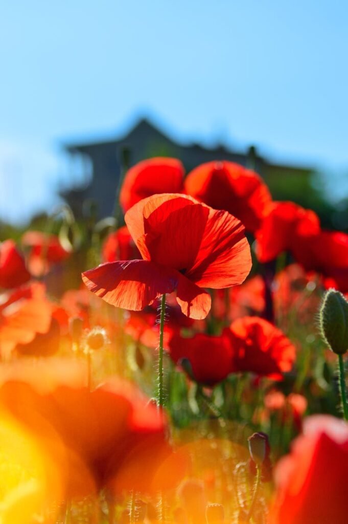 selective focus photography of red flowers